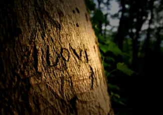 Обои о любви: Надпись на дереве