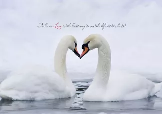 Обои о любви: Лебединая верность