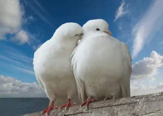 Обои о любви: Влюбленные голуби