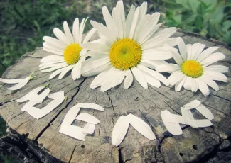 Обои о любви: Люблю из ромашек