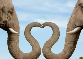 Обои о любви: Влюбленные слоны