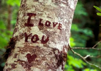 Обои о любви: I Love You на березе