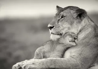 Обои о любви: Львенок и львица