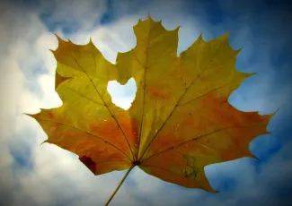 Обои о любви: Осенний лист и сердце