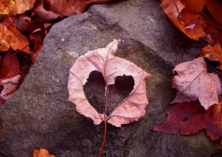 Обои о любви: Осенний листочек