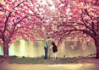 Обои о любви: Влюбленные среди цветущей сакуры