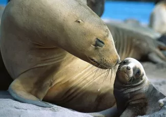 Обои о любви: Поцелуй морских котиков