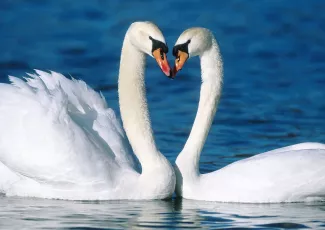 Обои о любви: Влюбленные лебеди