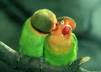 Обои о любви: Влюбленные попугайчики
