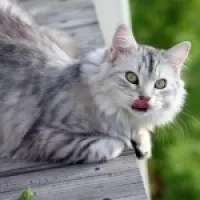 Любовь Тюменцева